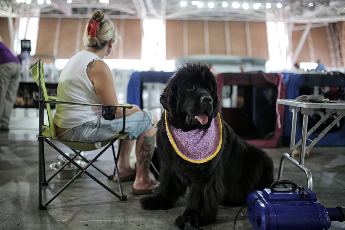 Turín celebra su exposición canina internacional