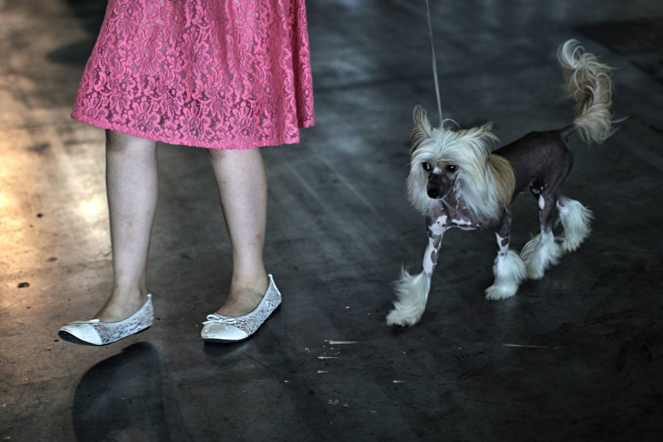 Turín celebra su exposición canina internacional