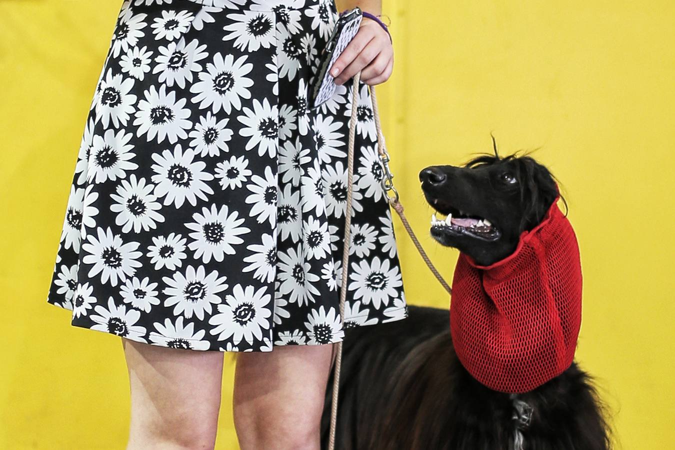 Turín celebra su exposición canina internacional