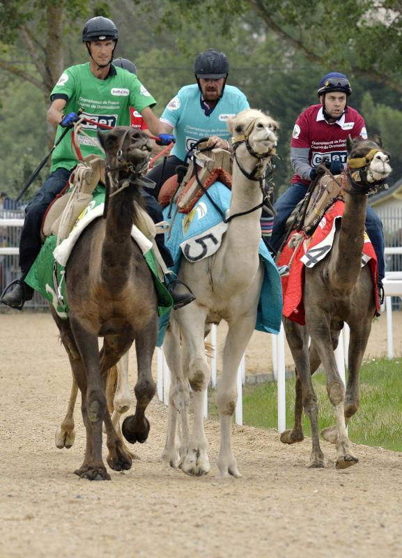 Espectaculares carreras de camellos