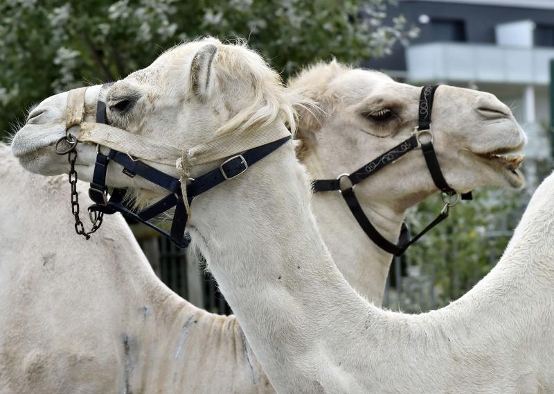 Espectaculares carreras de camellos