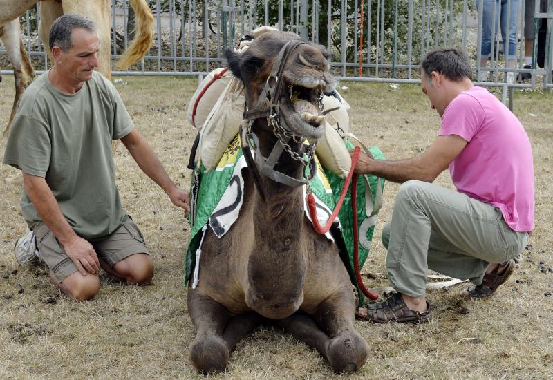 Espectaculares carreras de camellos