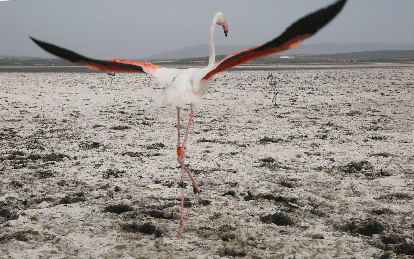 Anillamiento de pollos de flamenco en la laguna de Fuente de Piedra