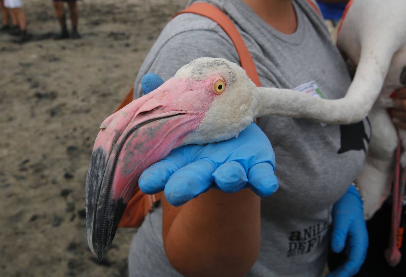 Anillamiento de pollos de flamenco en la laguna de Fuente de Piedra