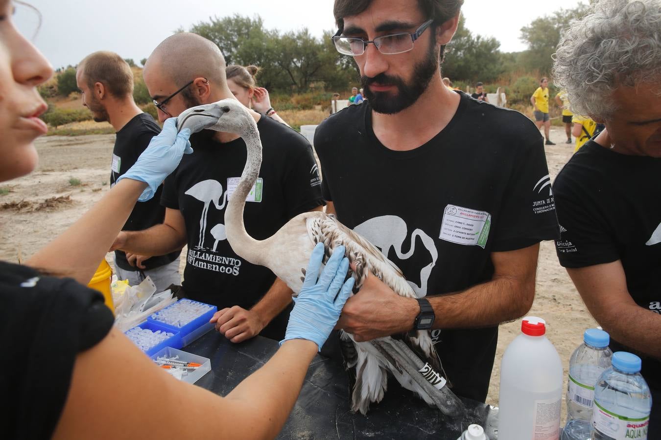 Anillamiento de pollos de flamenco en la laguna de Fuente de Piedra