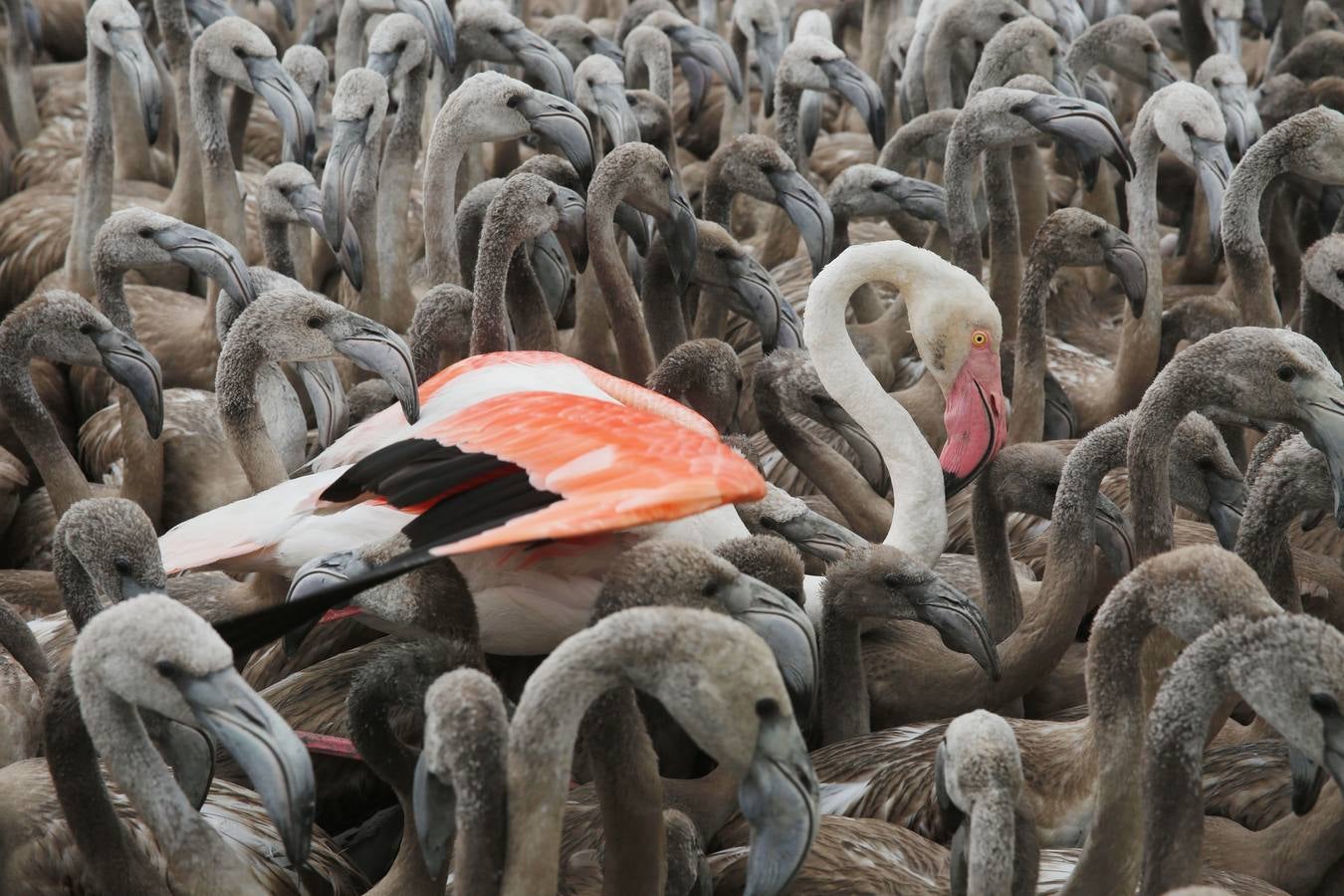 Anillamiento de pollos de flamenco en la laguna de Fuente de Piedra