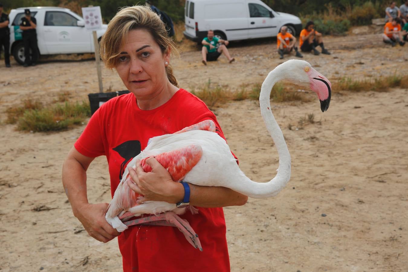 Anillamiento de pollos de flamenco en la laguna de Fuente de Piedra