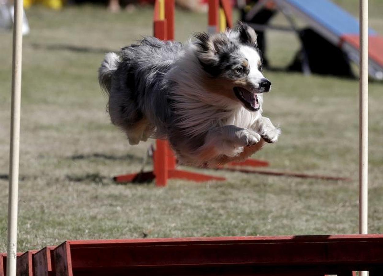 Las mascotas más ágiles se ven las caras en Riga
