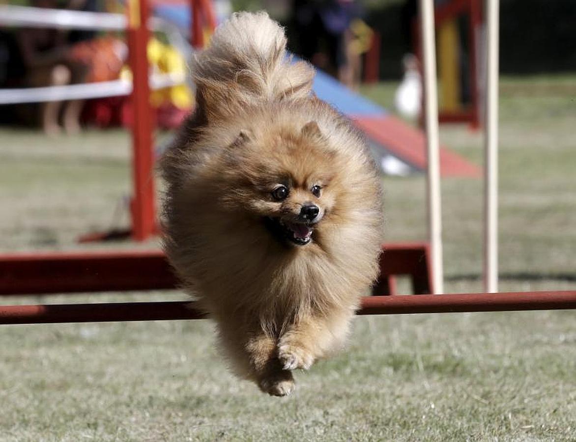 Las mascotas más ágiles se ven las caras en Riga