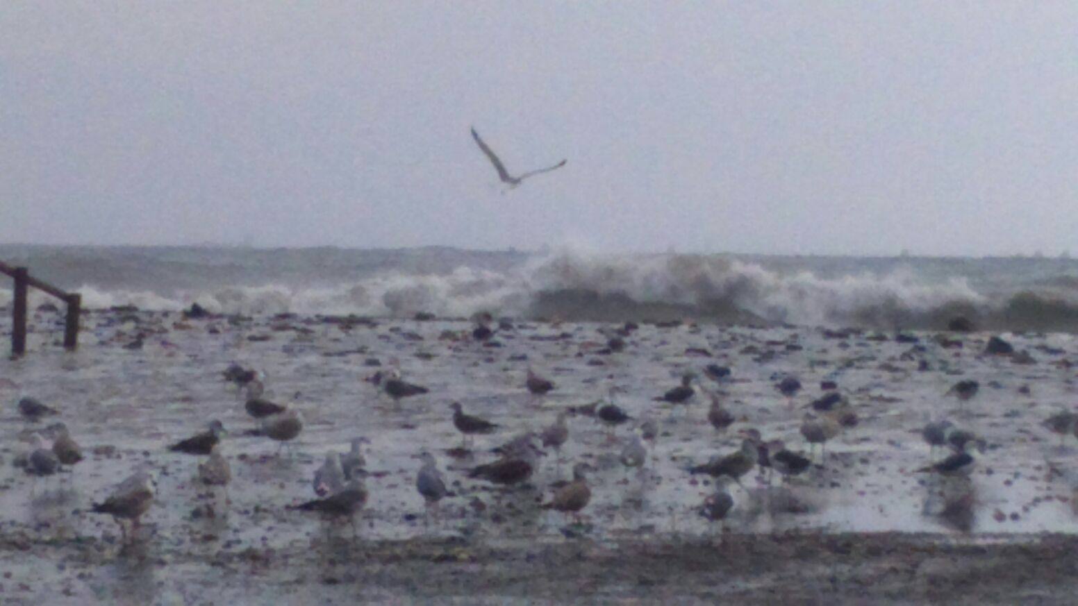 Zona de Las Acacias de Pedregalejo. 