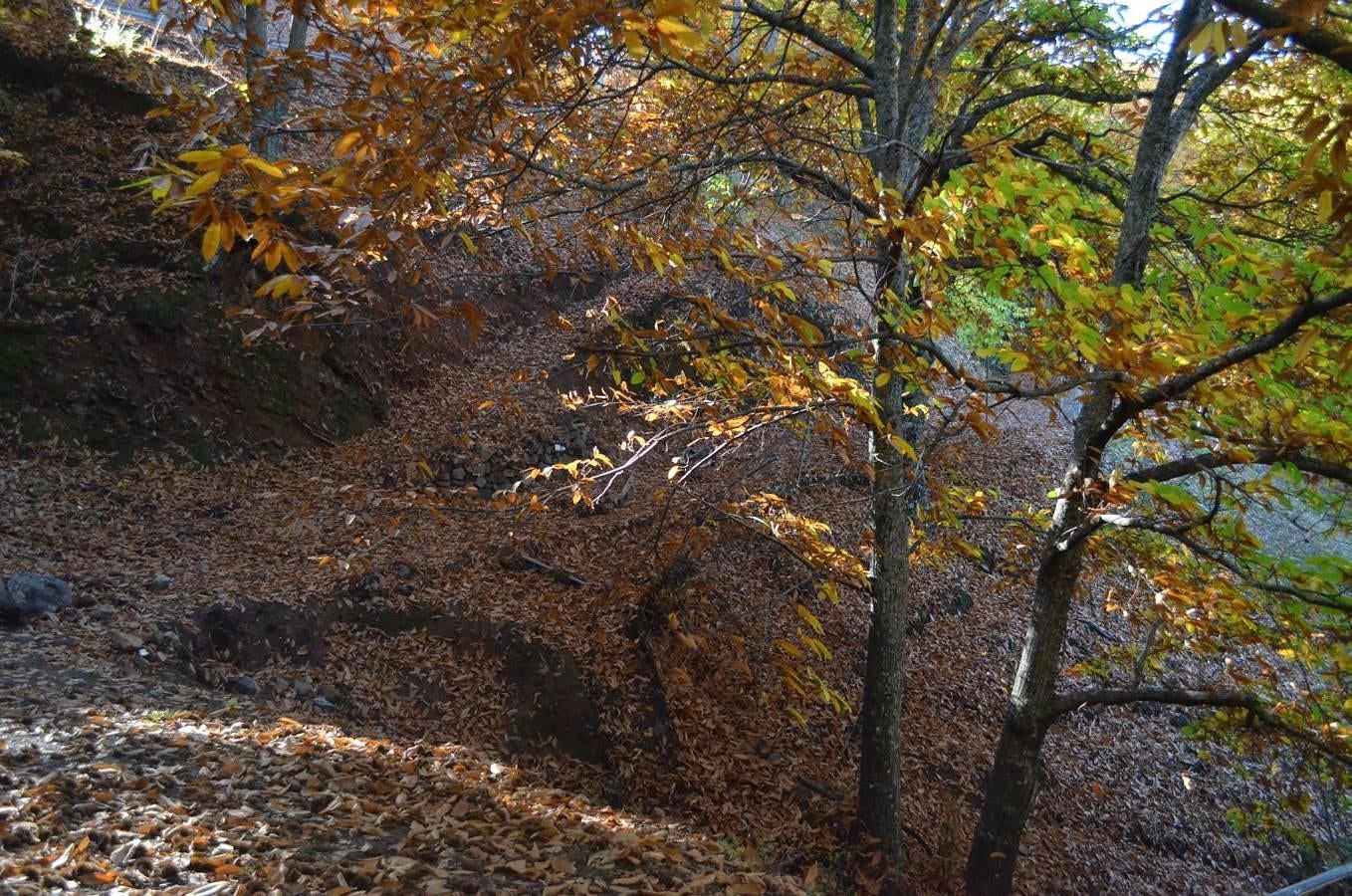 Las hojas, al caerse cubren el terreno.