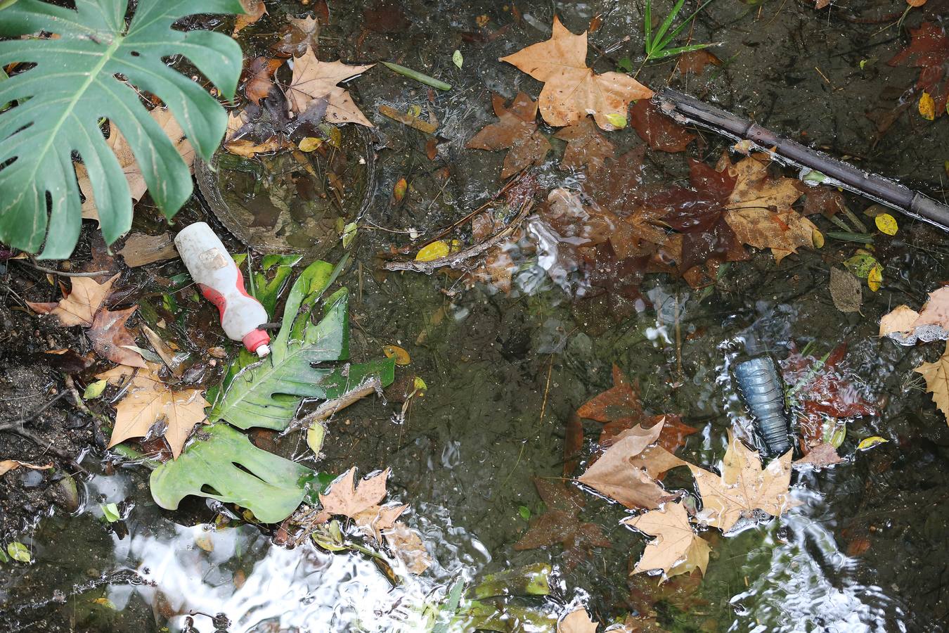 Imágenes del estado que presenta La Concepción