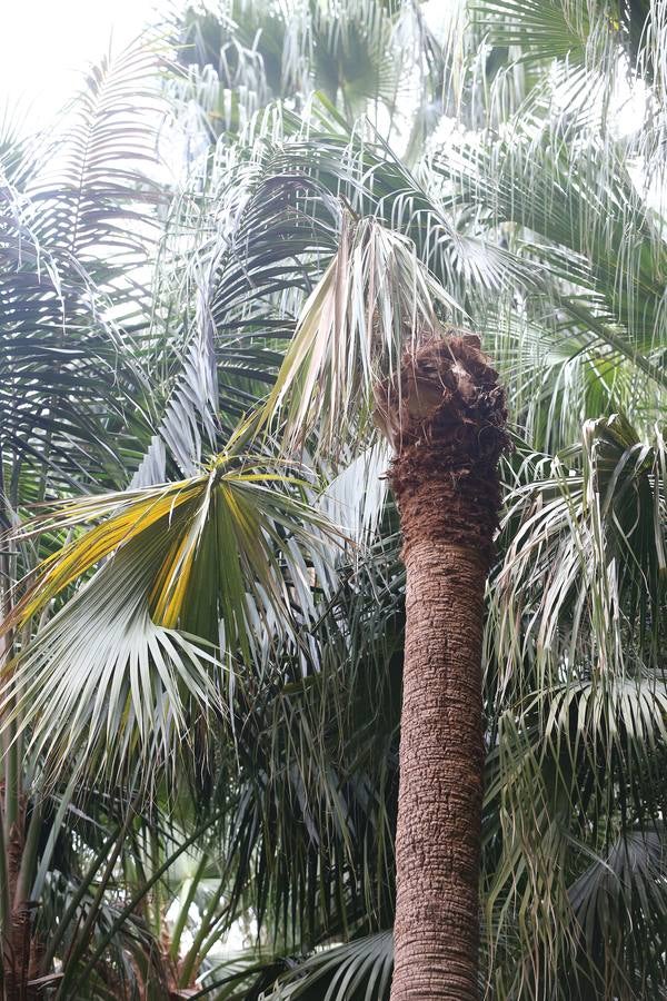 Imágenes del estado que presenta La Concepción