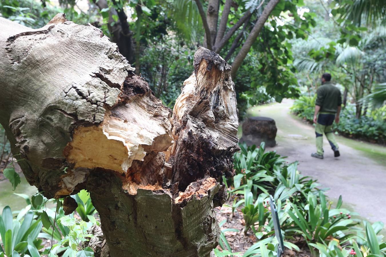 Imágenes del estado que presenta La Concepción