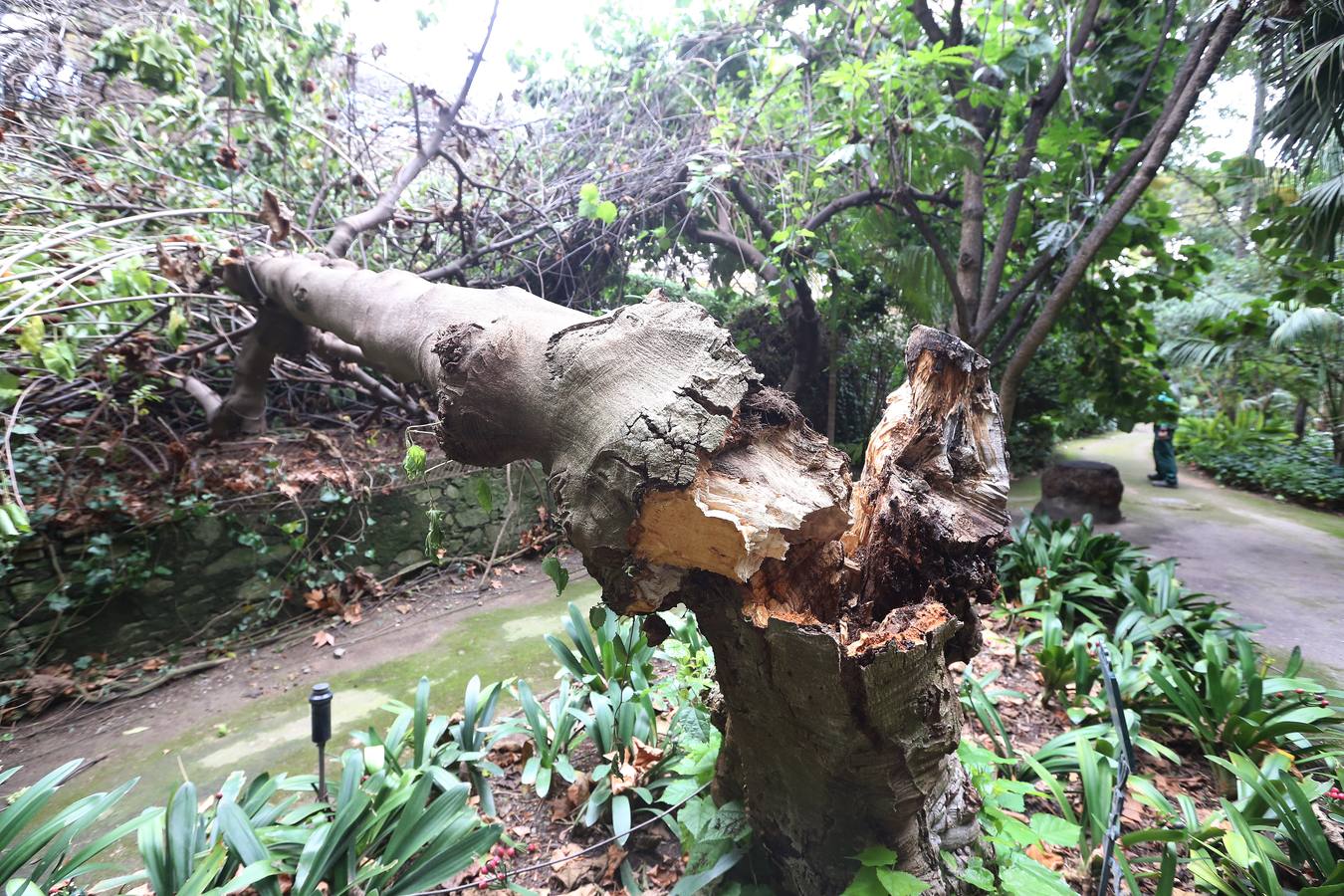 Imágenes del estado que presenta La Concepción