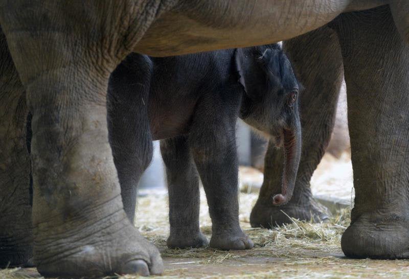 Un nuevo residente en el zoo de Praga
