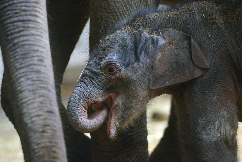 Un nuevo residente en el zoo de Praga