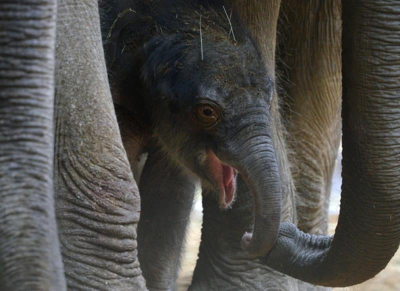 Un nuevo residente en el zoo de Praga