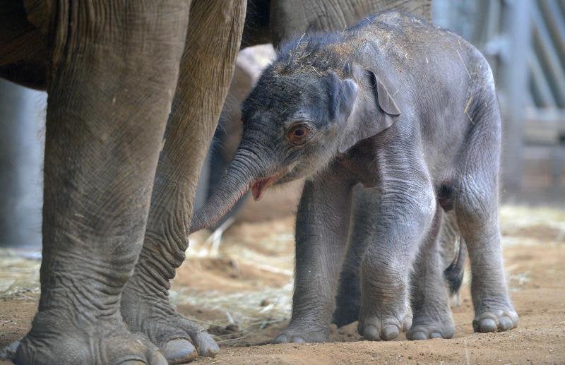 Un nuevo residente en el zoo de Praga