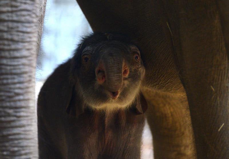 Un nuevo residente en el zoo de Praga