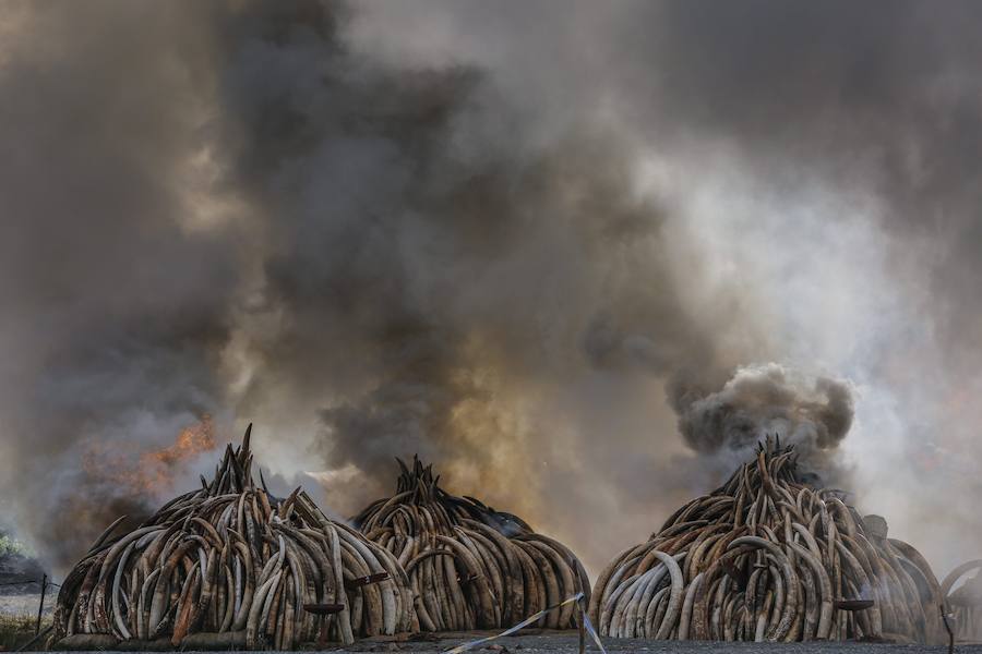 Kenia declara la guerra a los furtivos quemando 105 toneladas de marfil