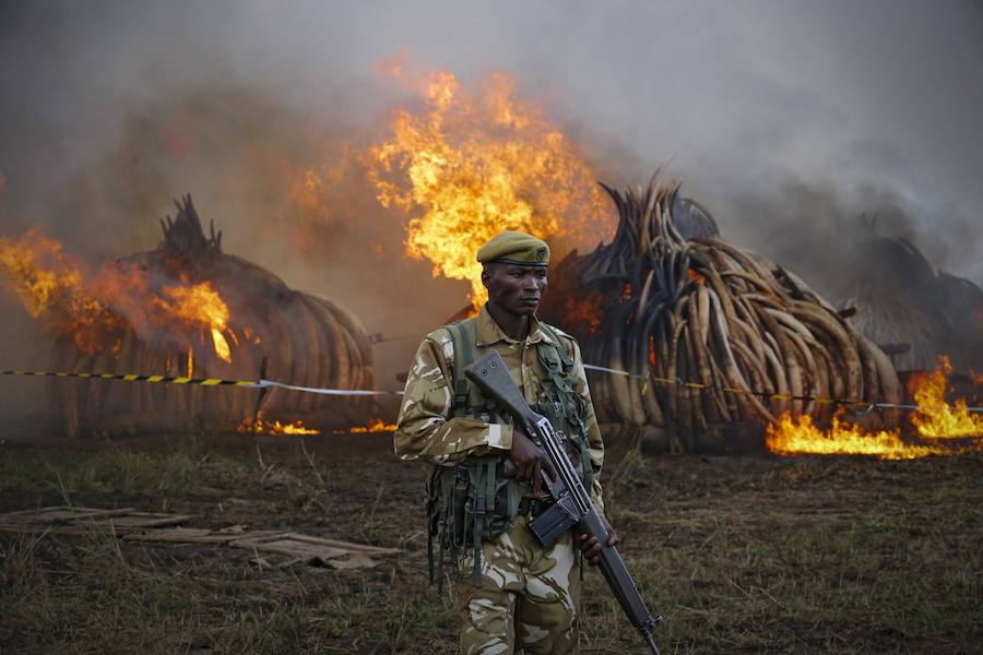 Kenia declara la guerra a los furtivos quemando 105 toneladas de marfil