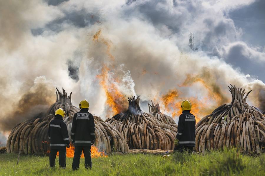 Kenia declara la guerra a los furtivos quemando 105 toneladas de marfil