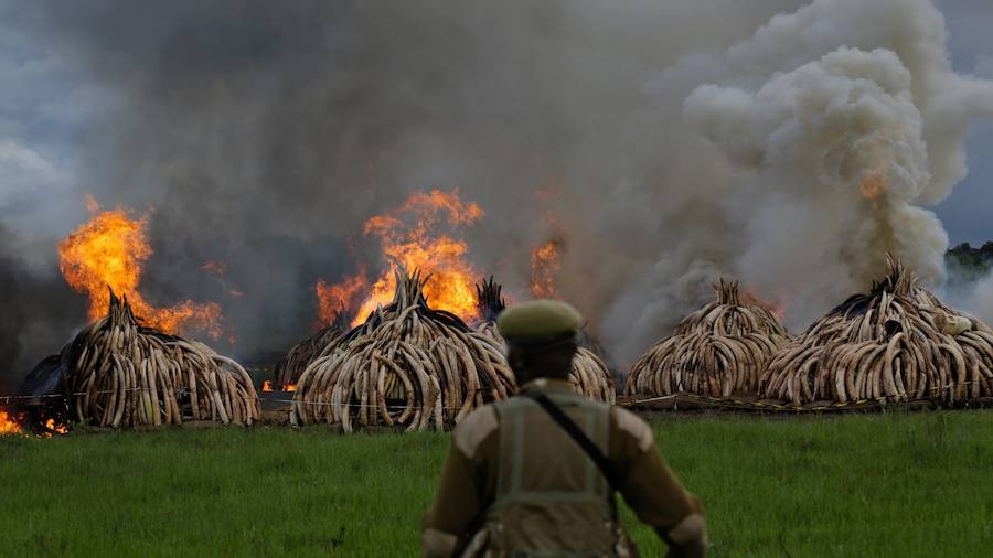 Kenia declara la guerra a los furtivos quemando 105 toneladas de marfil