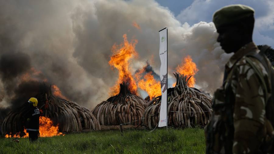 Kenia declara la guerra a los furtivos quemando 105 toneladas de marfil