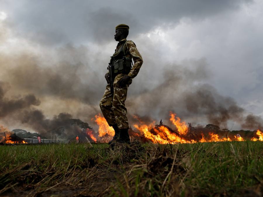 Kenia declara la guerra a los furtivos quemando 105 toneladas de marfil