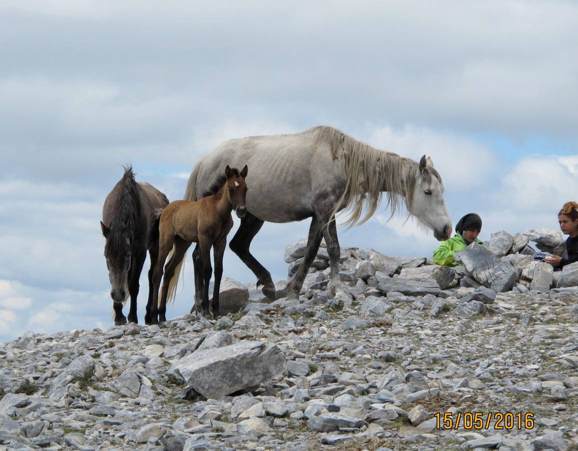 Imágenes de los caballos abandonados en el pico de La Maroma