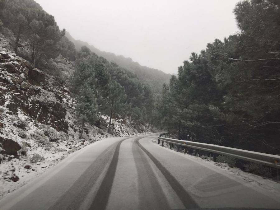 Peñas Blancas, Sierra Bermeja, carretera Jubrique Estepona. David Sánchez