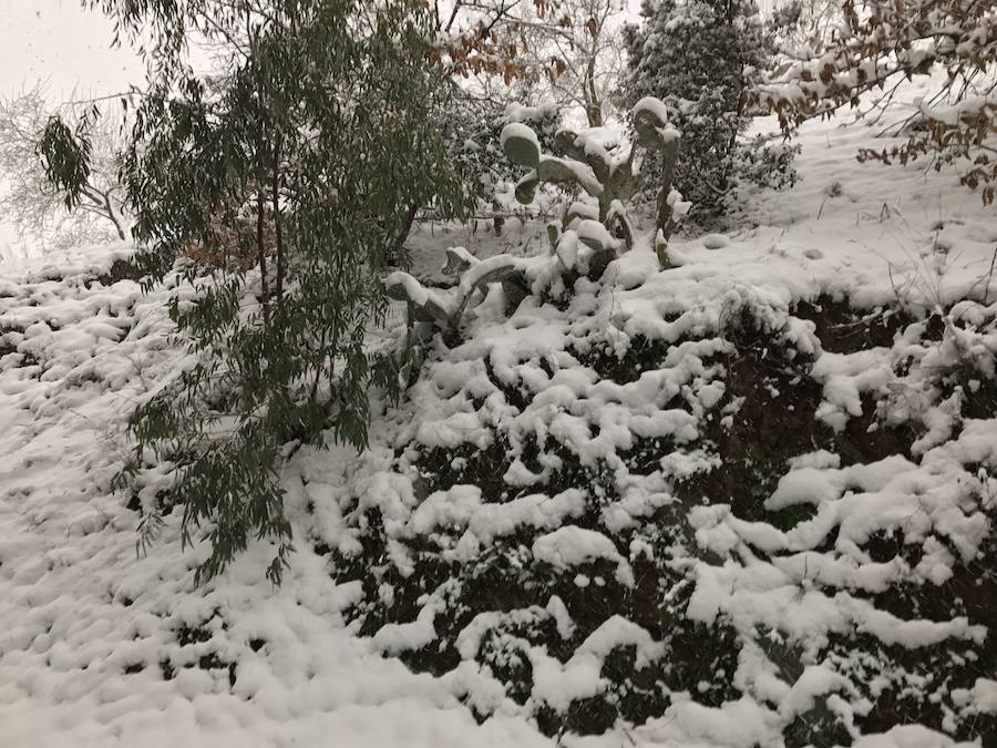 Un manto blanco cubre Yunquera