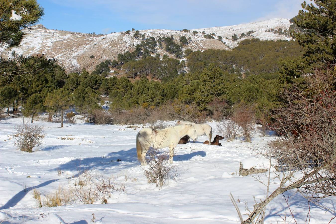 Las mejores imágenes de la nieve este sábado en Ronda