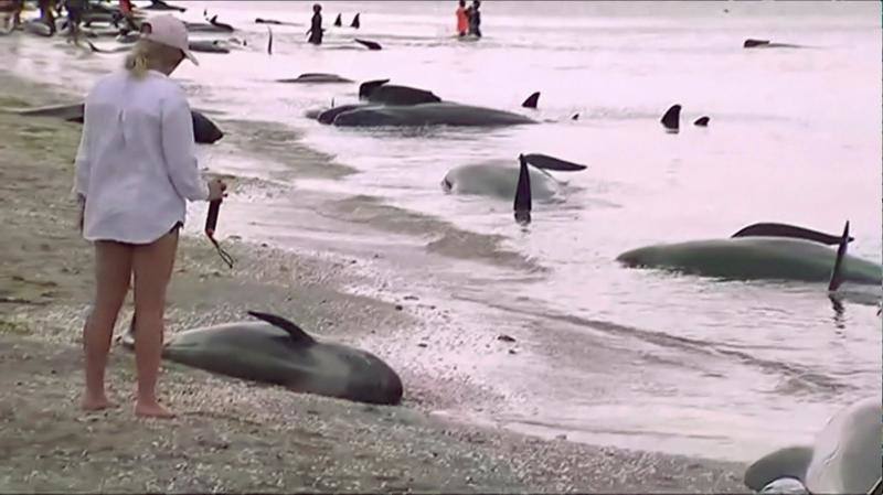 Los voluntarios se movilizan en Nueva Zelanda para salvar a las ballenas, en fotos