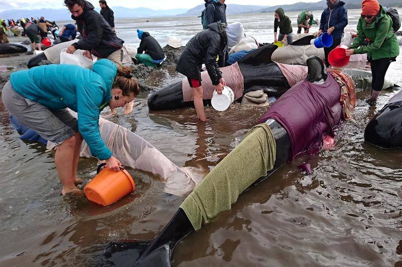 Los voluntarios se movilizan en Nueva Zelanda para salvar a las ballenas, en fotos