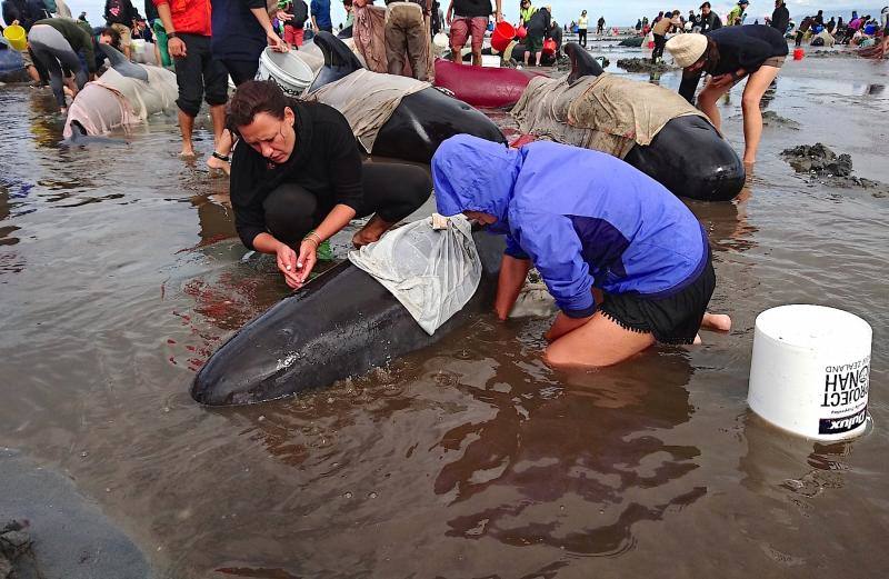 Los voluntarios se movilizan en Nueva Zelanda para salvar a las ballenas, en fotos