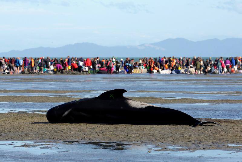 Los voluntarios se movilizan en Nueva Zelanda para salvar a las ballenas, en fotos