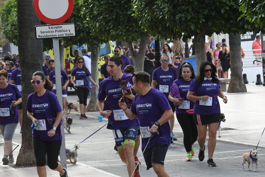 La primera edición andaluza del Perrotón, en Marbella, en fotos