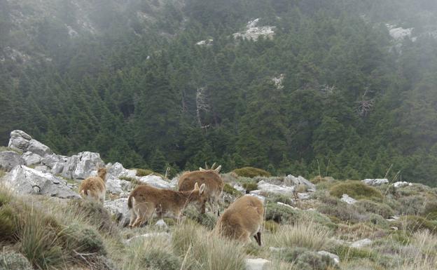 Ejemplares de cabras montés en el camino