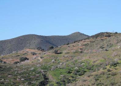 Imagen secundaria 1 - Punto en el que se separan las rutas de Lo Bernabé y Santi Petri | Almendral con telón de fondo del cerro de Santi Petri | La ruta discurre tanto por carriles de tierra anchos como por senderos estrechos