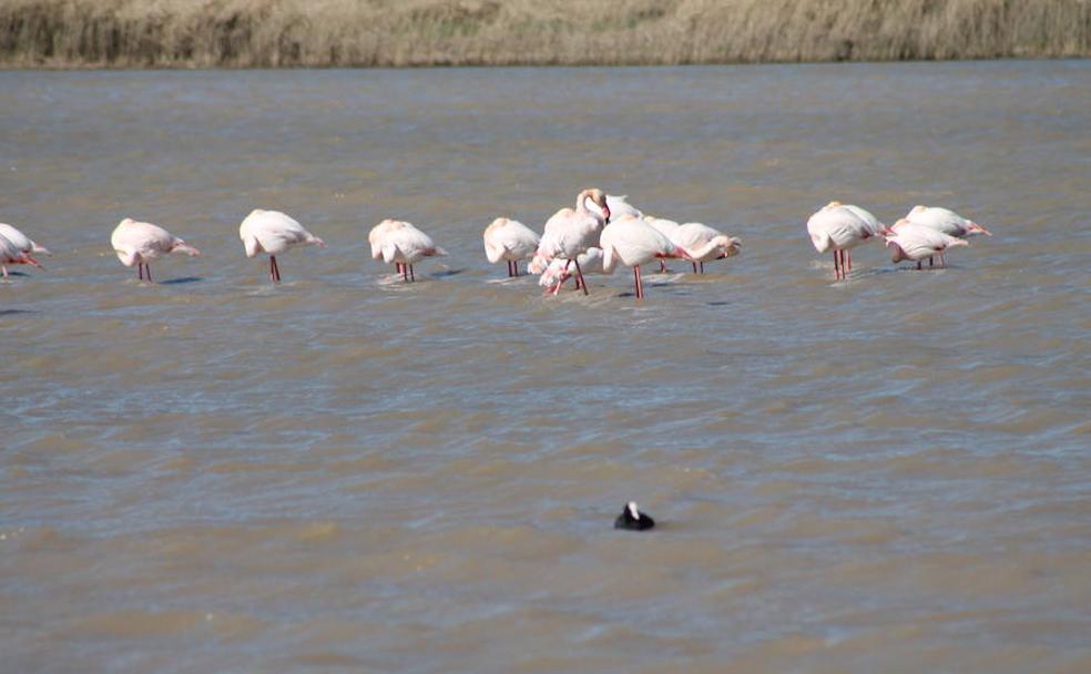 Flamencos rosa en las lagunas de Campillos