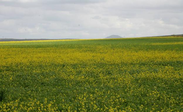 Imagen principal - La primavera es la época más idónea para hacer esta ruta | El camino tiene como telón de fondo la sierra de los Caballos | Vista panorámica de Navahermosa desde un punto elevado de la sierra de los Caballos