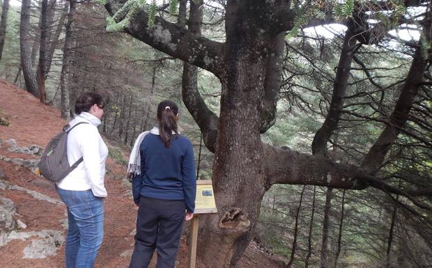 Imagen principal - Pinsapo del Candelabro | Buena parte del recorrido transcurre por caminos estrechos | Ejemplar de cabra montés