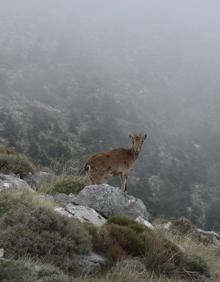 Imagen secundaria 2 - Pinsapo del Candelabro | Buena parte del recorrido transcurre por caminos estrechos | Ejemplar de cabra montés