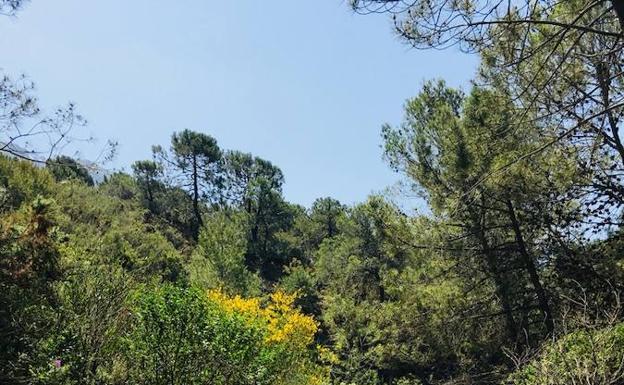 En muchos puntos de la ruta hay una vegetación muy frondosa