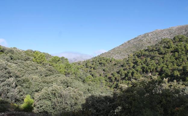 Imagen principal - Vista panorámica durante el recorrido | En otoño el castañar está en su máximo esplendor | Baliza que indica este sendero local