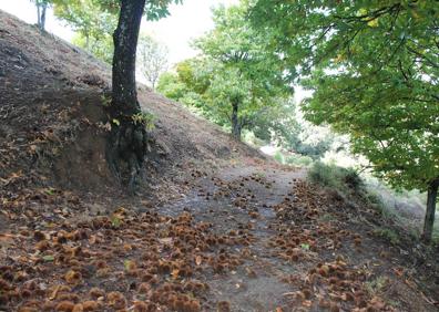 Imagen secundaria 1 - Vista panorámica durante el recorrido | En otoño el castañar está en su máximo esplendor | Baliza que indica este sendero local