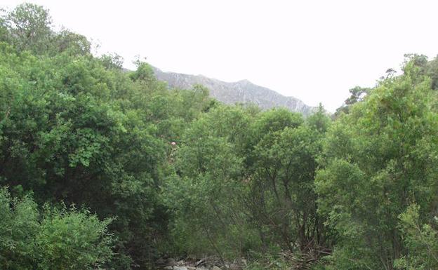 Bosque de ribera en torno al río Verde