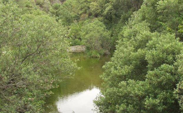 La vegetación del valle del río Verde es frondosa